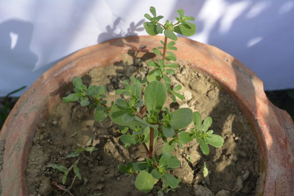 Nunia (Leaf)