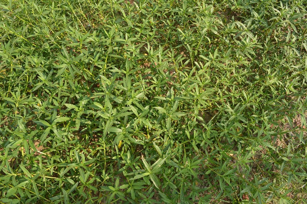 Malancha (Leaf)