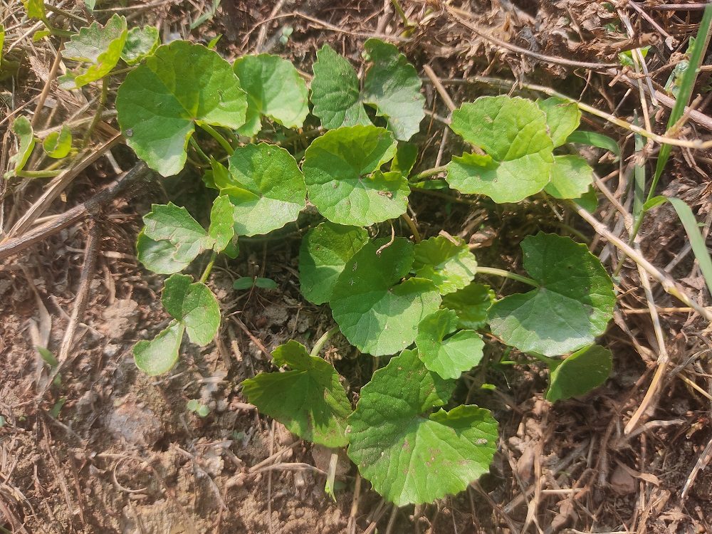 Thankuni (Leaf)