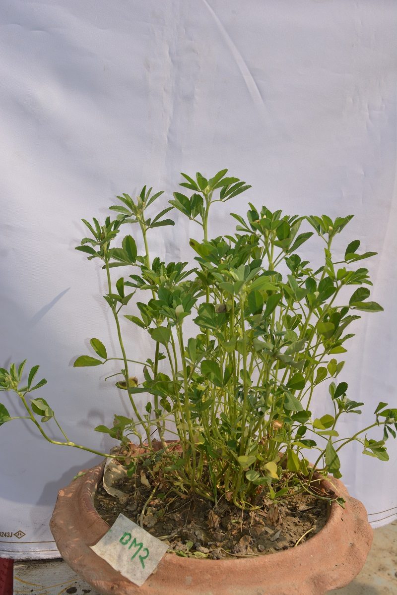 Methi-2 (Leaf)