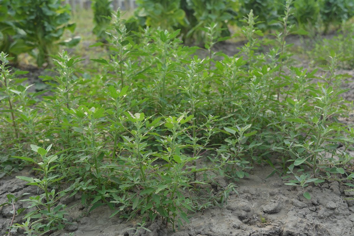 Bathua Green (Leaf)