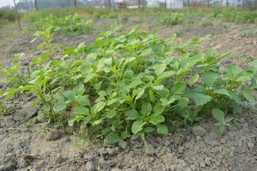 Shobujshak-2 (Leaf)