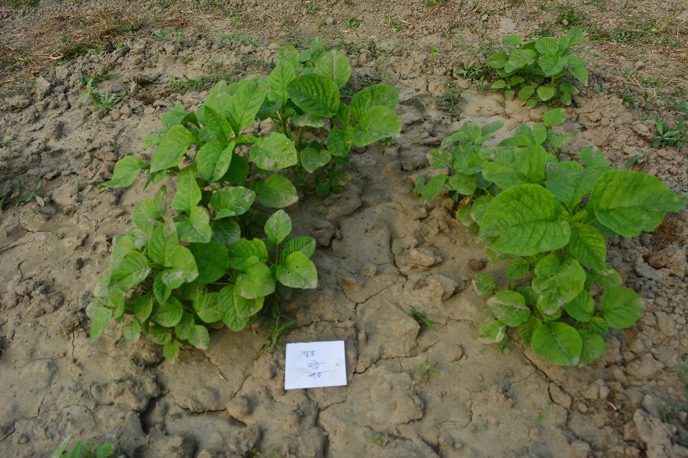 Shobujshak-1 (Leaf)