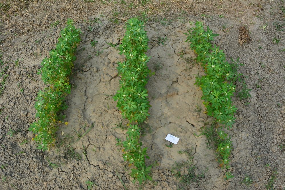 Methi-1 (Leaf)