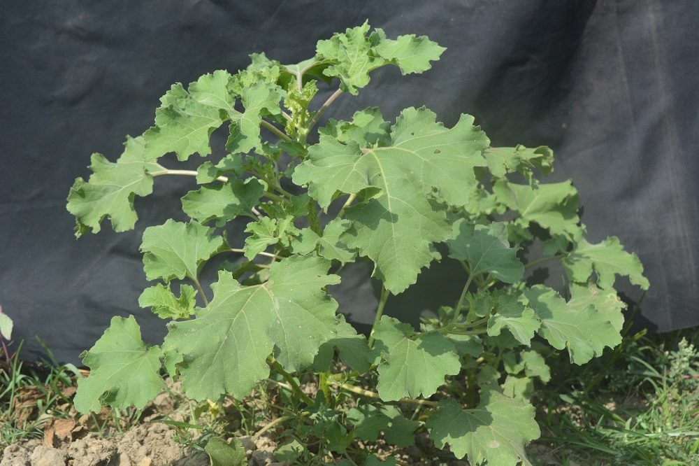 Ghagra (Leaf)