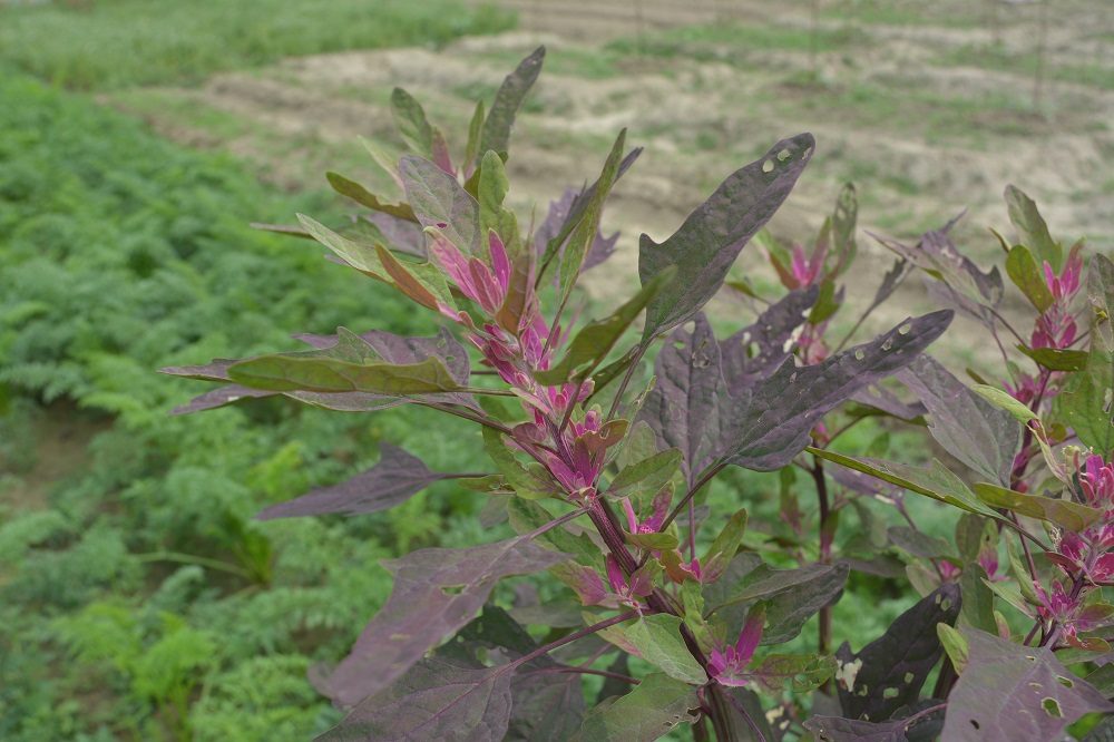 Bathura Red (Leaf)