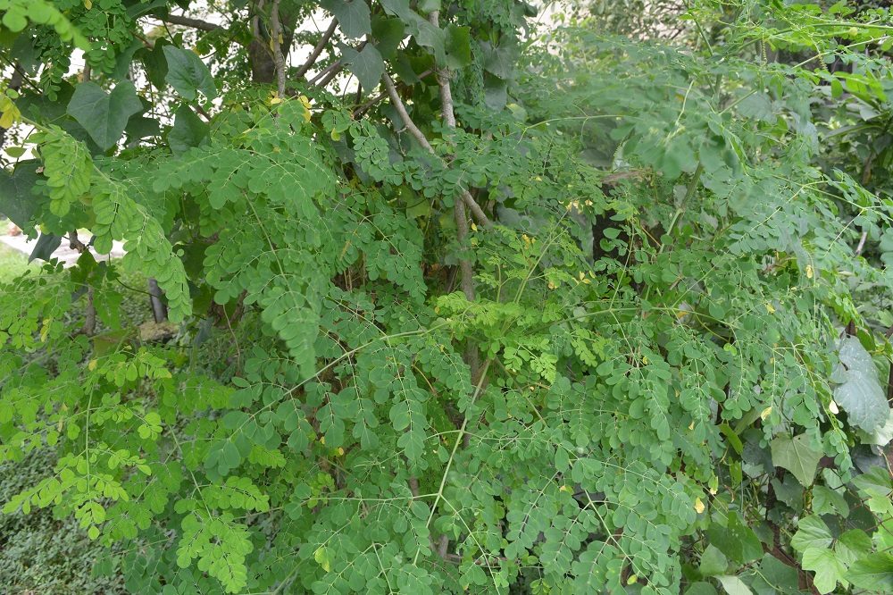 Shojne Green (Leaf)