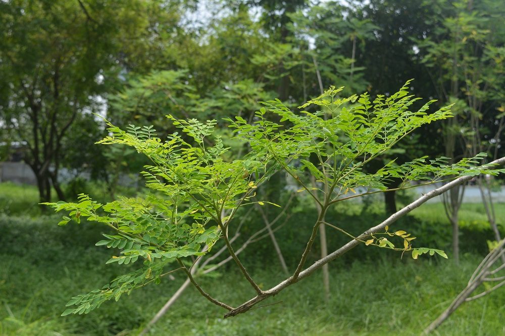 Shojne Violet (Leaf)