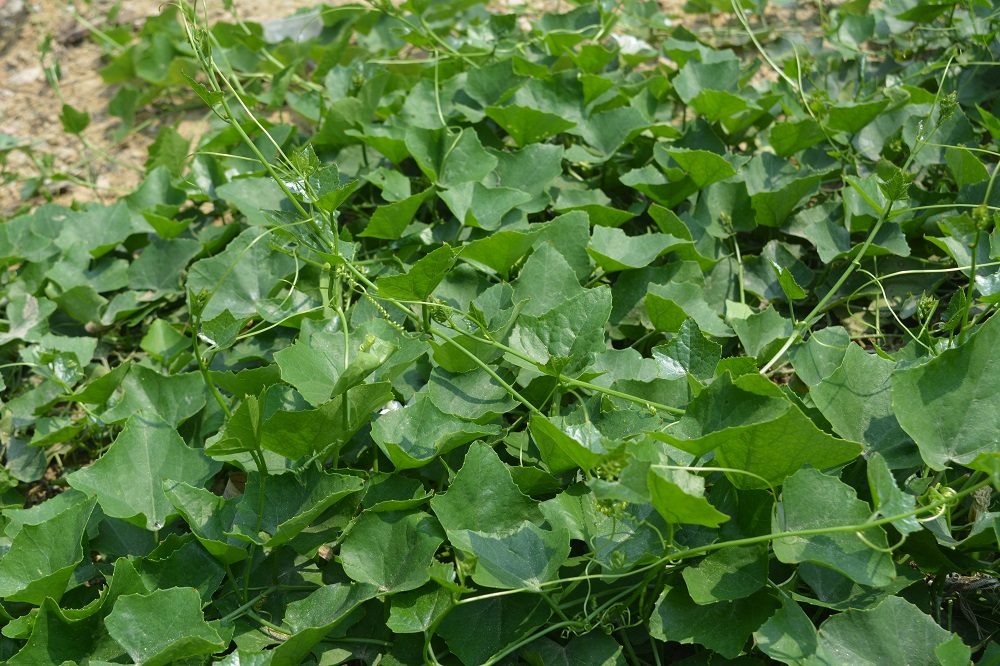 Telakucha (Leaf)
