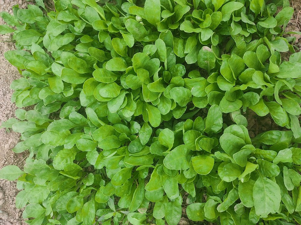 Palong (Leaf)